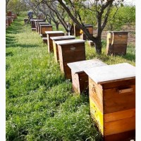 Продам пчелосемьи, украинская степная, карника, бакфаст