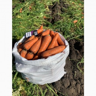Продажа моркови «абака»