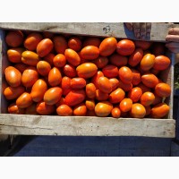 Фермерское хозяйство реализует помидоры