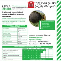 Подсолнечник Leyila / Лейла, Euralis Semences (A-F) Agroseeds