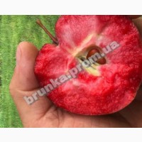 Яблуня зимова червономясна Джерсі