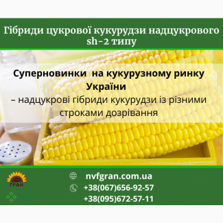 Продам! Надцукрові гібриди кукурудзи із різними сроками дозрівання
