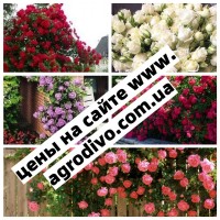 Саженцы деревьев, кустарников, розы в питомнике agrodivo. com.ua