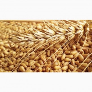Куплю пшеницу на экспорт 50000 тонн CIF 250 $
