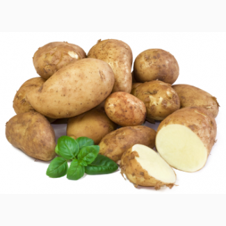 На постійній основі закуповуємо картоплю, потреба 300 тонн на місяць