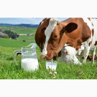 Свежее коровье молоко