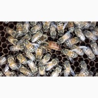Продам зимувалі бджоломатки бакфаст штучного запліднення