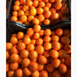 Продам цитрус апельсины мандарины и многое другое
