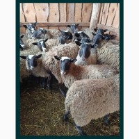 Продам баранів та овець романівської породи