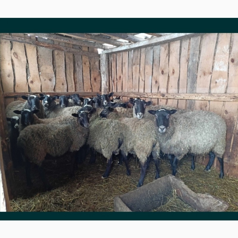 Фото 2. Продам баранів та овець романівської породи