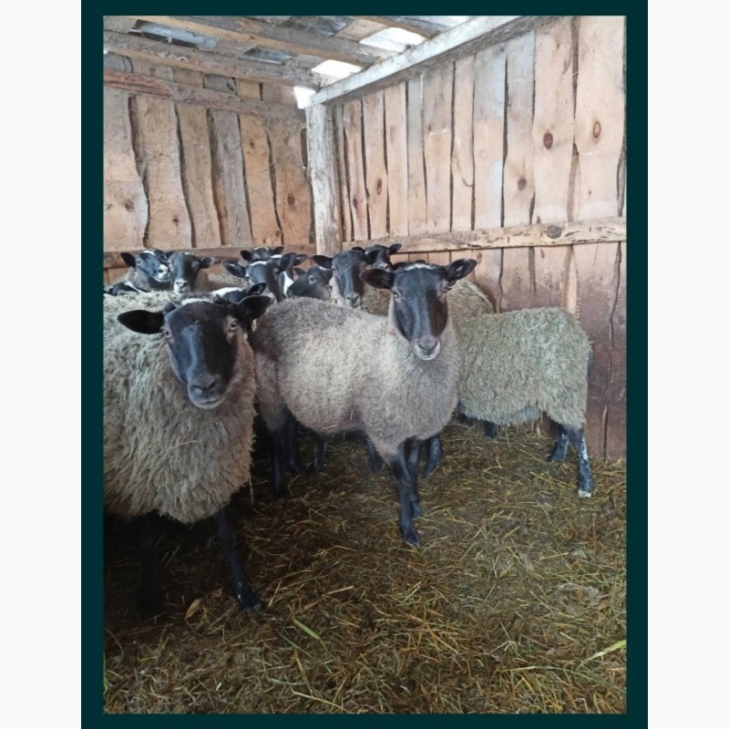 Фото 3. Продам баранів та овець романівської породи