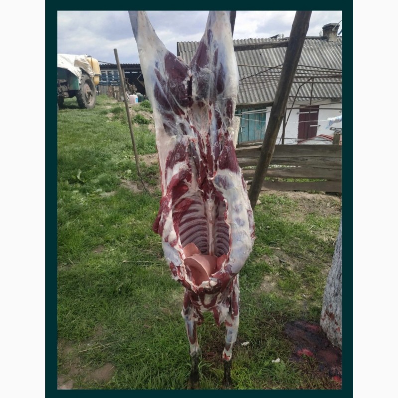 Фото 4. Продам баранів та овець романівської породи