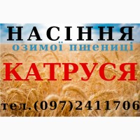 Насіння озимої пшениці Катруся Одеська (еліта, 1 репродукція, 2022)