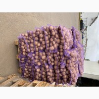 Продам товарный картофель сорт тайфун