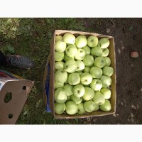 Продам яблука хорошої якості