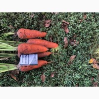 Продам моркву Каспі