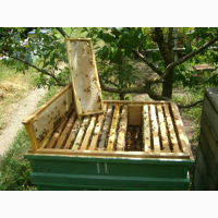 Продам бджолосімї/пакети