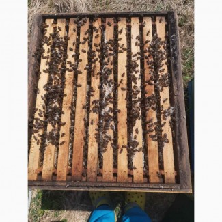 Продаются пчелосемьи, пчелопакеты