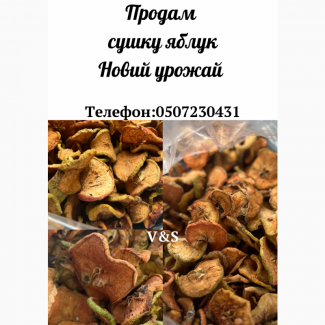 Продам сушку яблук бездумну новий урожай від 1 тонни до 20 тонн