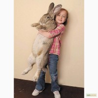 Куплю кролів бельгійський велетень або сірий велетень живою вагою 30грн/кг.