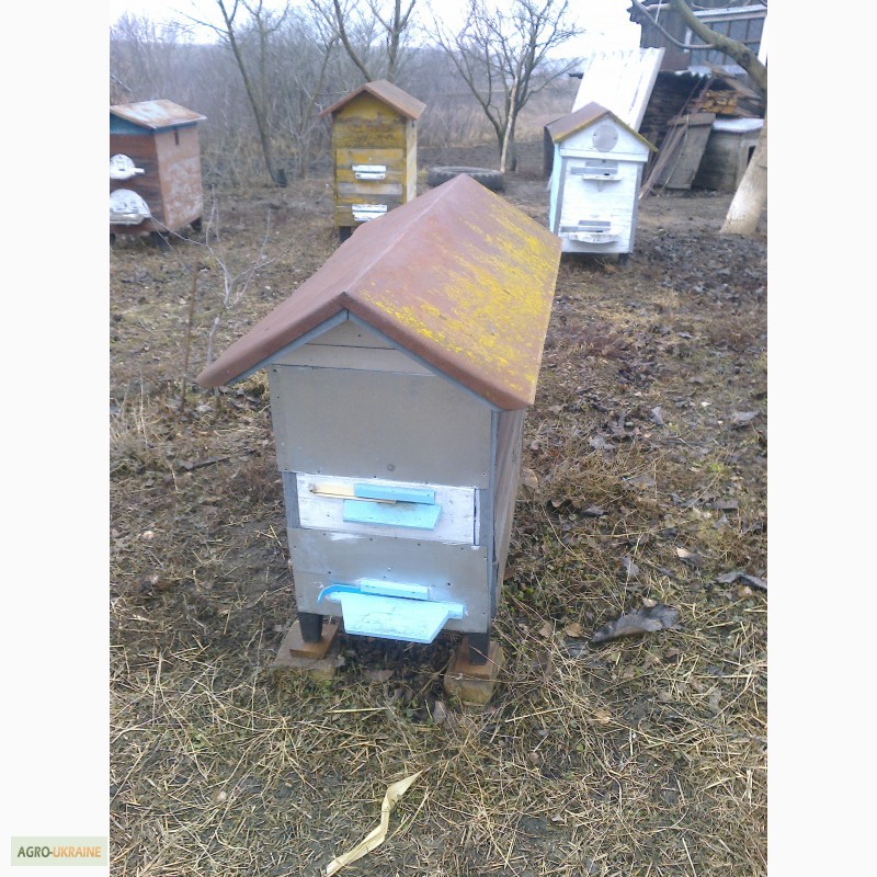 Фото 3. Продам вулики з бджолиними сім#039;ями.