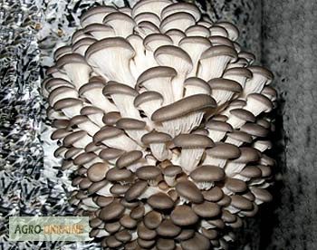 Фото 2. Мицелий грибов