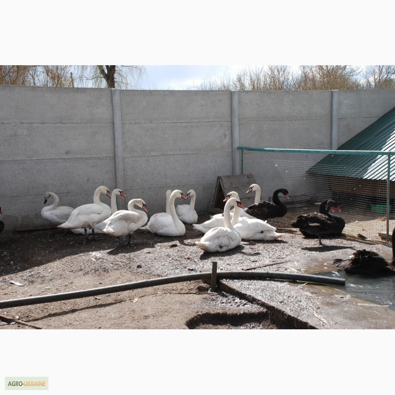 Фото 2. Домашні лебеді на вибір