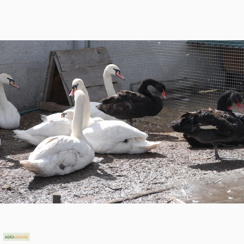Фото 4. Домашні лебеді на вибір