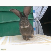 Продаж кроликів Бельгійський велетень