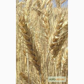 Продаем семена чешской яровой пшеницы сорт Аранка, 1 репродукция