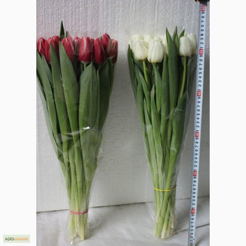 Фото 3. Продам тюльпаны