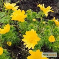Адонис (Горицвет весенний, Adonis vernalis) цвет с травой 50 грамм