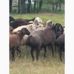 Продам Гиссарских овец