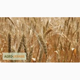 Продам посевной материал пшеницы Лесная песня Элита