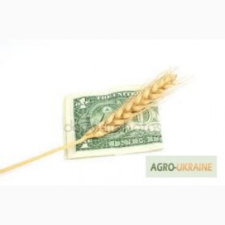 Куплю пшеницу с хозяйства от 25т. по Украине