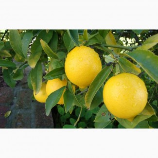 В регионе Мерсин Турции много сочного лимона