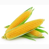 Продам кукурудзу Вілія (ФАО 300) Виробник Маїс