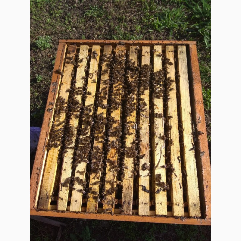 Фото 2. Продам пчелосемьи украинской степной
