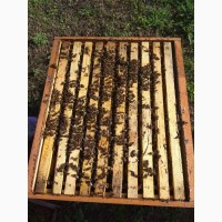 Продам пчелосемьи украинской степной