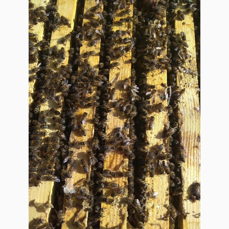 Фото 3. Продам пчелосемьи украинской степной