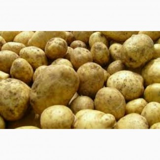 1)Продам картофель оптом Ривьера Продам Семянной картофель оптом. В наличии разные сорта