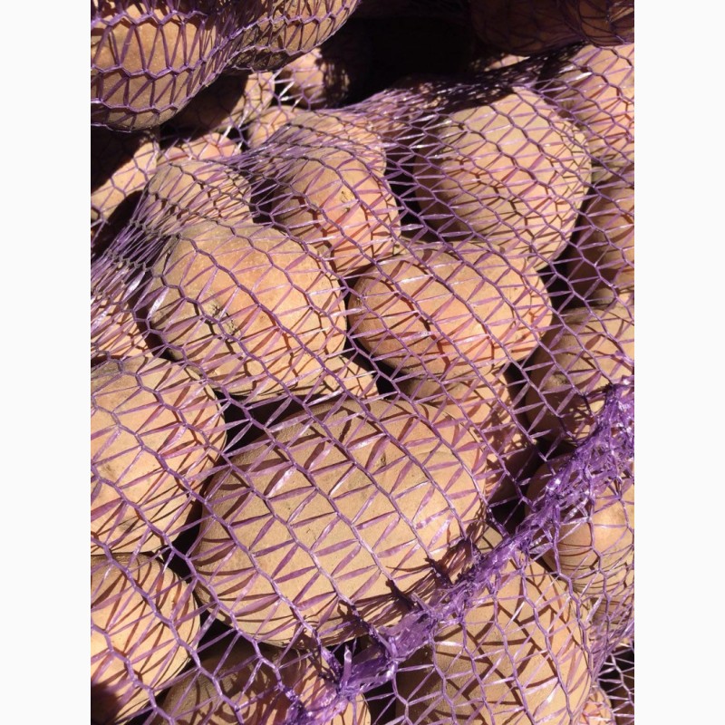 Фото 6. Продам оптом посадочный картофель. Сорта: Гранада, Пикассо, Коннект
