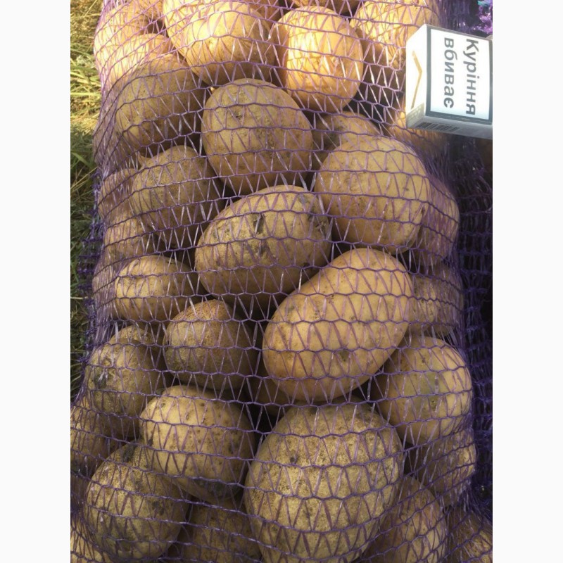 Фото 2. Продам оптом посадочный картофель. Сорта: Гранада, Пикассо, Коннект