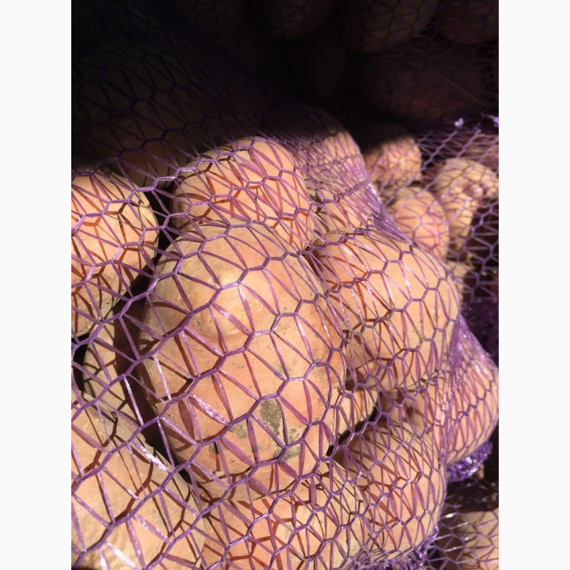 Фото 3. Продам оптом посадочный картофель. Сорта: Гранада, Пикассо, Коннект