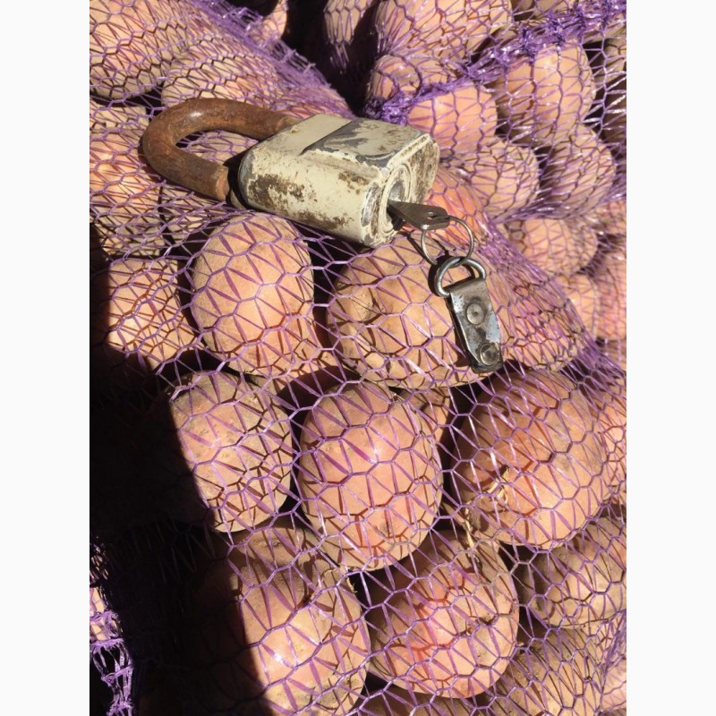 Фото 4. Продам оптом посадочный картофель. Сорта: Гранада, Пикассо, Коннект