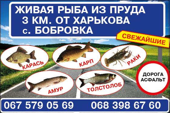Продам с пруда живую рыбу