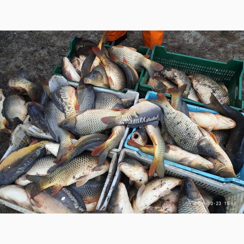 Фото 5. Продам с пруда живую рыбу