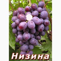 Саженцы винограда ПРИВИТЫЕ