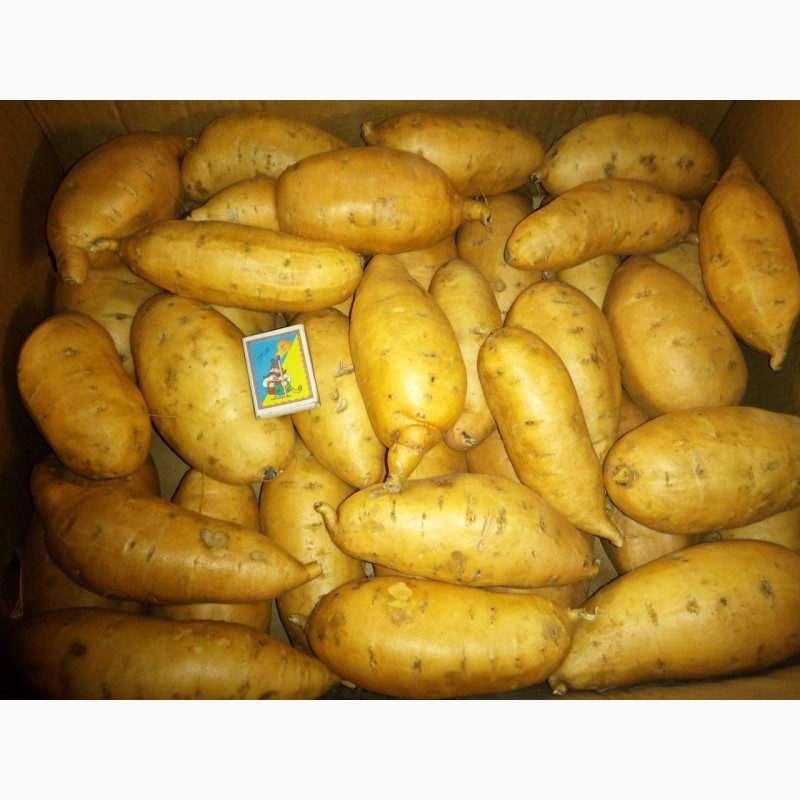 Фото 6. Батат (сладкий картофель, солодка картопля) - клубни и рассада