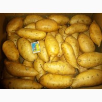 Батат (сладкий картофель, солодка картопля) - клубни и рассада